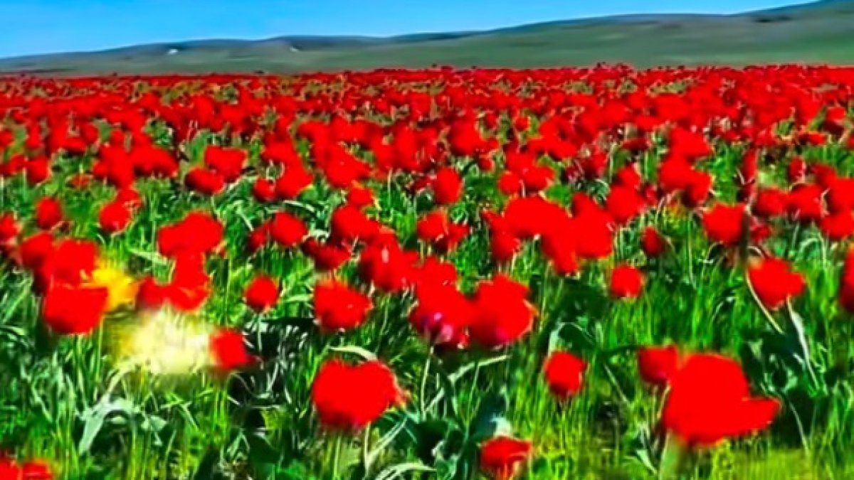 «Қызғалдақ мұра" фестивалі