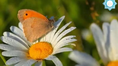 Шырын Мамасерікқызын 8-наурыз Халықаралық әйелдер мерекесімен құттықтау