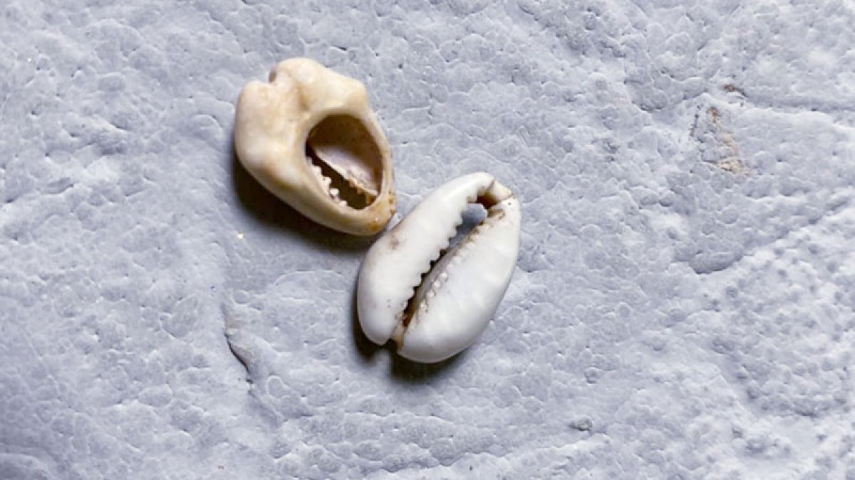 Көне Каури бұйымы